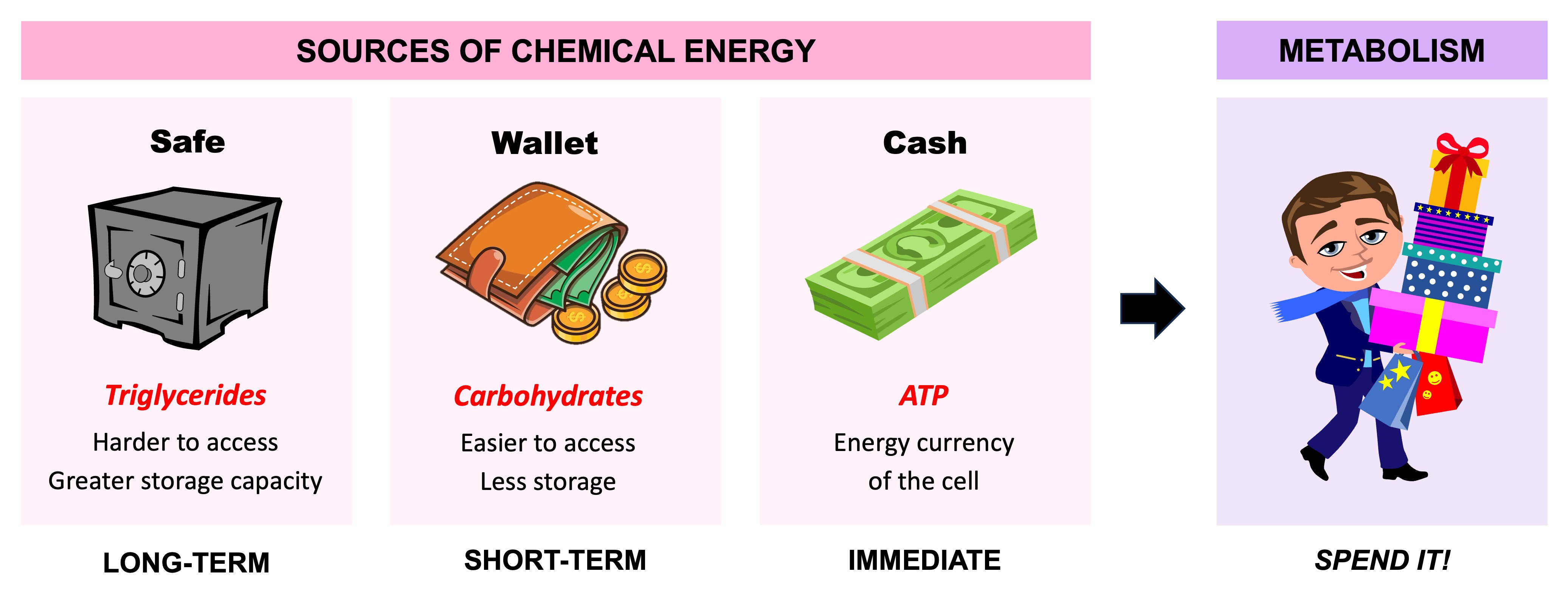 Lipid Functions